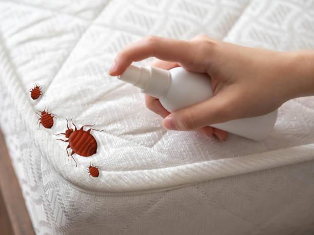 Best Insect Control  in Rosedale, CA