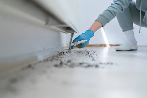 Best Rodent Control Near Me  in Rosedale, CA